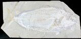 Rare Fossil Fish (Hakelia) From Lebanon - Cyber Monday Deal! #23998-2